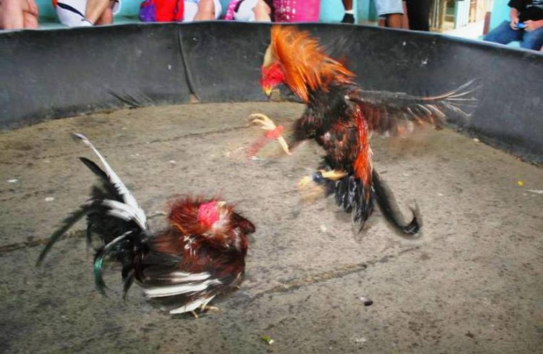 La policía arrestó a más de cien personas en conexión con peleas ilegales de gallos en el suroeste del condado.
