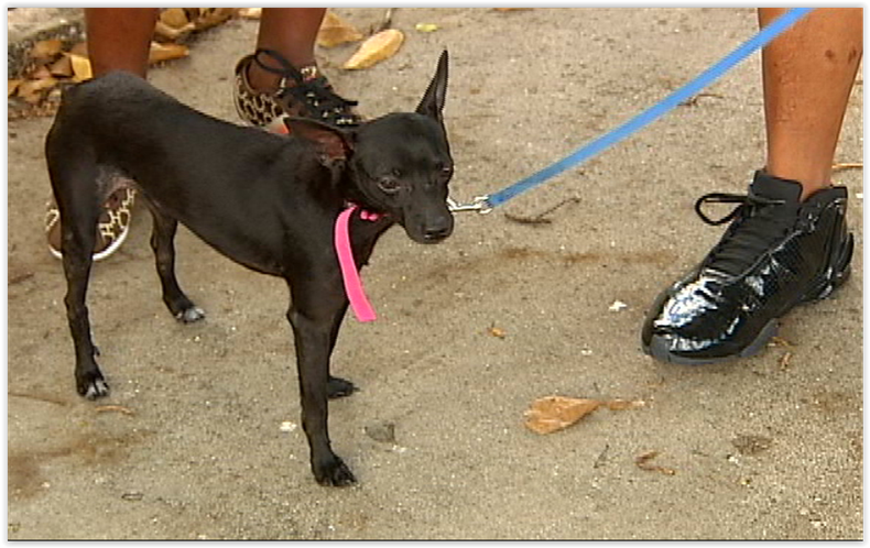 PERRO BALSERO CUBANO.PNG