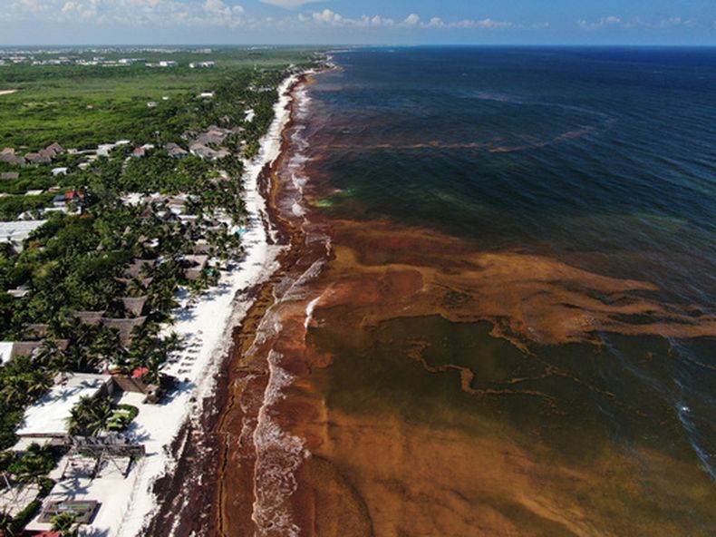 El sargazo se acumula en las aguas frente a la costa de Tulum, México, el jueves 30 de julio de 2026. (AP Foto/Fernando Llano)