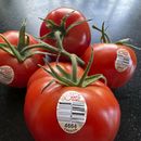 Un racimo de tomates cultivados en Canadá en una cocina doméstica, el 1 de abril de 2025, en East Derry, Nueva Hampshire. (AP Foto/Charles Krupa)