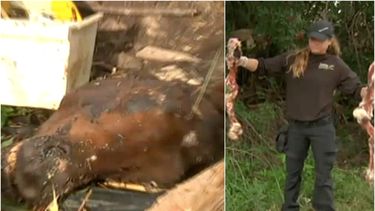 brutal matanza de caballos en hialeah