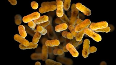 Esta ilustración de 2016, proporcionada por los Centros para el Control y la Prevención de Enfermedades (CDC, por sus siglas en inglés) muestra la bacteria Bordetella pertussis, causante de la tos ferina, basada en imágenes de microscopio electrónico. (Meredith Newlove/CDC vía AP)