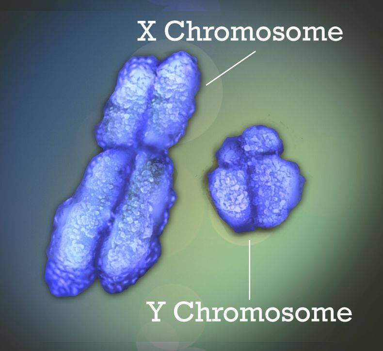 La imagen provista por Institutos Nacionales de Salud de Estados Unidos muestra los cromosomas X e Y. Las mujeres tienen una probabilidad mucho mayor que los hombres de contraer un mal autoinmune como el lupus o la artritis reumatoidea, cuando el sistema inmunitario ataca sus propios tejidos. Nuevas investigaciones parecen contener la solución a un enigma que desconcierta a los científicos. (Jonathan Bailey/NIH via AP)