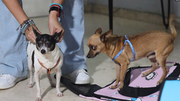 mas de 2.000 certificados de exportacion de mascotas emitidos en 2023 como parte de la ola migratoria de cubanos
