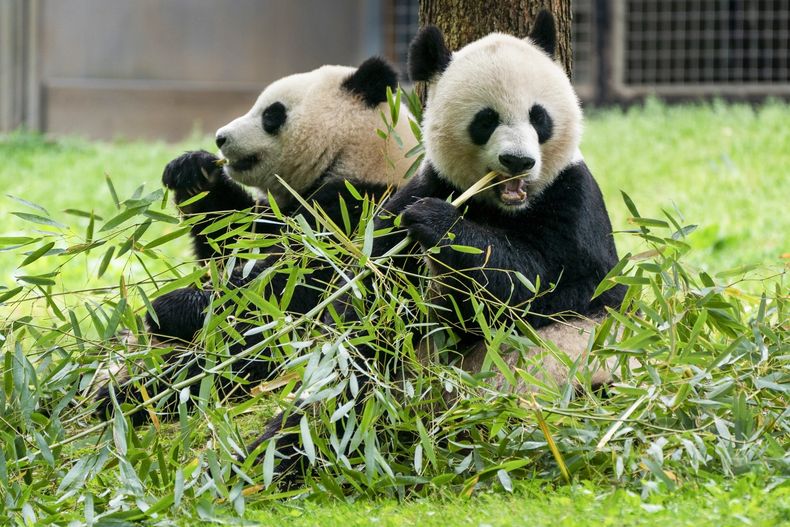 ARCHIVO - Pandas gigantes comen bambú en el Zoo Nacional del Smithsonian, el 4 de mayo de 2022 en Washington. Dos pandas gigantes llegarán al Zoo Nacional de Washington para final de año, según anunció el miércoles la institución responsable del parque. (AP Foto/Jacquelyn Martin, Archivo)