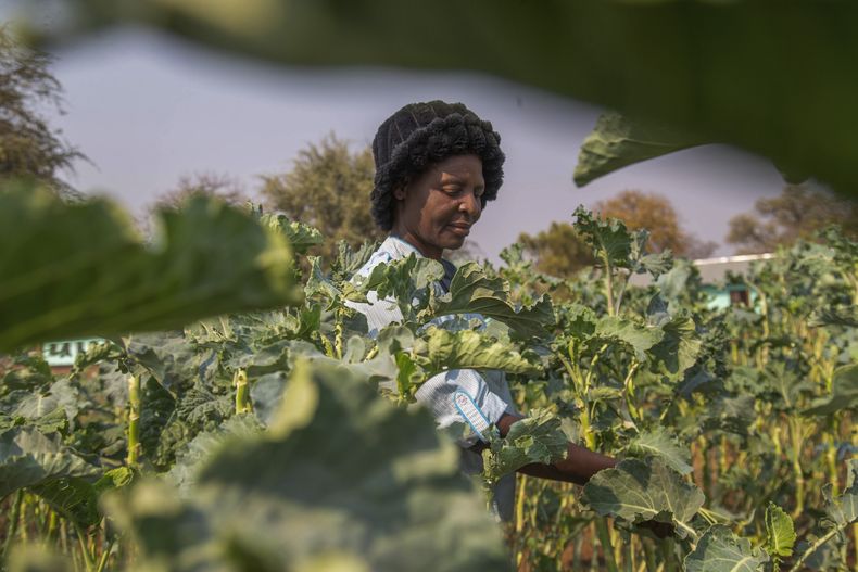 Una aldeana cosecha verduras en una parcela que forma parte de un programa de agricultura financiado por la Agencia de Estados Unidos para el Desarrollo Internacional (USAID) en Chipinge, Zimbabue, el 19 de septiembre de 2024. (AP Foto/Aaron Ufumeli)