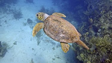 Esta foto proporcionada por Oceanic Soceity muestra una tortuga caguama bajo el agua en Belice en 2021. (Ben Hamilton/Sociedad Oceánica vía AP)
