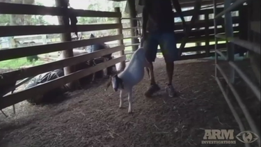 cierran ranchos y realizan varios arrestos en mataderos ilegales en palm beach