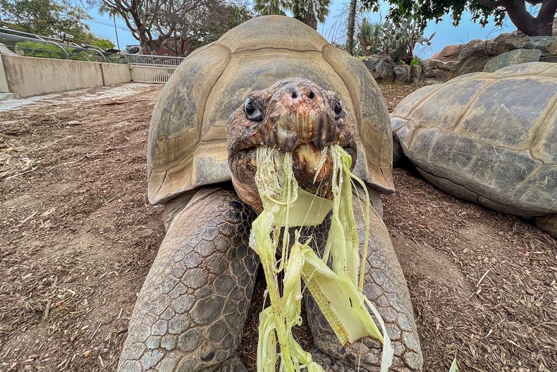 Esta fotografía difundida por la Alianza de Vida Silvestre del Zoológico de San Diego muestra a Gramma, una tortuga de las Galápagos y el animal más longevo en el Zoológico de San Diego, el 17 de mayo de 2023, en San Diego. (Alianza de Vida Silvestre del Zoológico de San Diego vía AP)