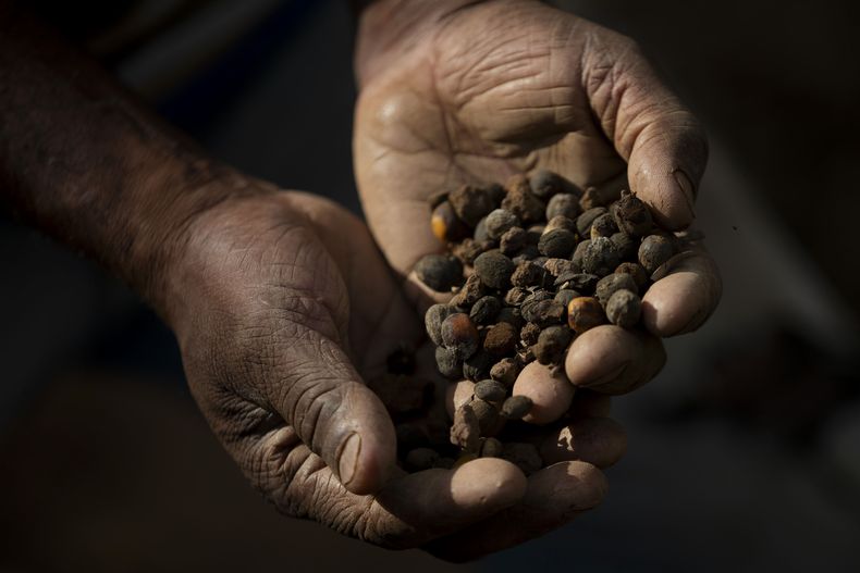 El productor de café Jose Natal da Silva muestra granos de café en sus manos tras recolectarlos en su pequeña plantación en Porciuncula, en el estado de Río de Janeiro, Brasil, el 17 de julio de 2025. (AP Foto/Bruna Prado)