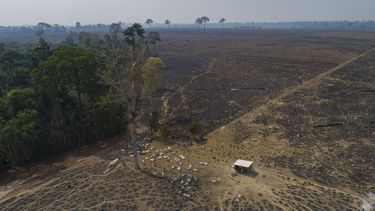 ARCHIVO - En esta fotografía de archivo del 23 de agosto de 2020, ganado pasta sobre tierras quemadas y deforestadas recientemente por ganaderos cerca de Novo Progresso, estado Pará, Brasil. (AP Foto/André Penner, archivo)