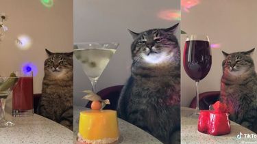 video: el gato sensacion de tiktok que nos recuerda esas fiestas aburridas a las que todos hemos ido