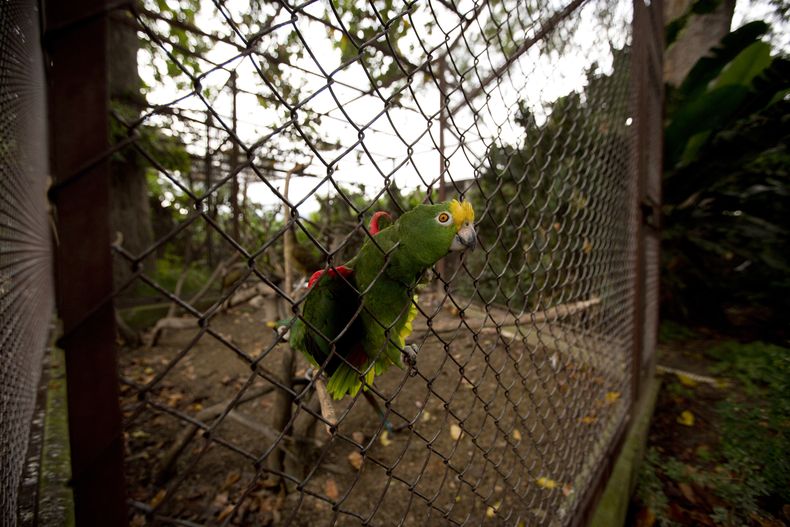 REP-GEN_VENEZUELA-CARDENALITO_RESCATE-1.jpg