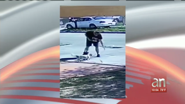 captado en camara el momento en que una mujer roba una perrita frente a una casa del este de hialeah