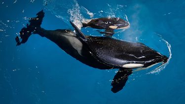 Nace una última orca en el parque de SeaWorld