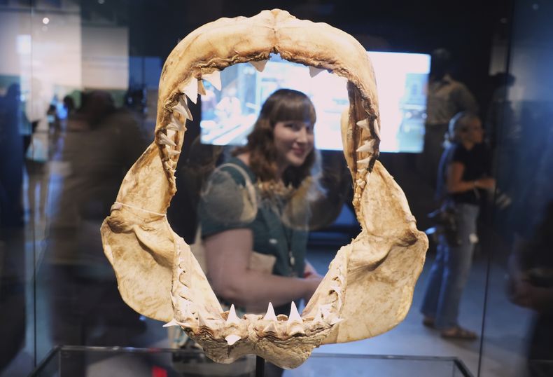 Megan Grouchow es vista a través de un juego de mandíbulas de tiburón blanco utilizadas para la investigación y la decoración del set de la película Jaws durante la visita previa de prensa a la exposición de la película el miércoles 10 de septiembre de 2025, en el Museo de la Academia de Cine en Los Ángeles. (Foto AP/Chris Pizzello)