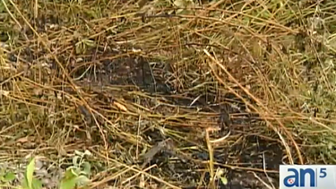 americateve | Un hallazgo macabro tiene a la policía en la ciudad del Doral sumida en un mar de preguntas sin respuestas.