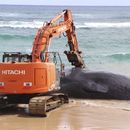 Ballena muerta en Hawai tenía plástico en el estómago