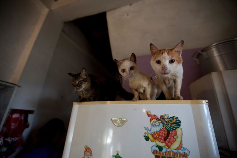 REP-GEN_VENEZUELA-MASCOTAS_CRISIS-8.jpg