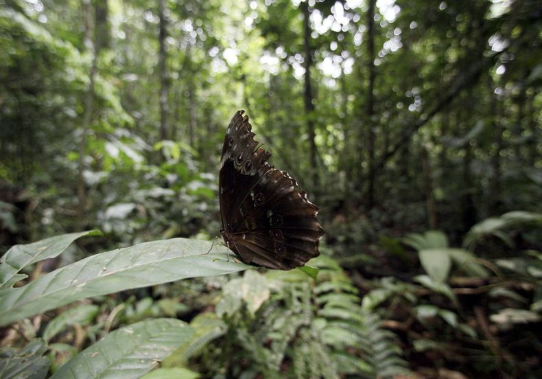 ARCHIVO- Una mariposa se posa sobre una hoja en el Parque Nacional del Yasuní, en el valle del Napo en la zona amazónica oeste de Ecuador, el 20 de agosto de 2010. Los ecuatorianos van a las urnas el próximo domingo 20 de agosto de 2023 para elegir al presidente y a los miembros de la Asamblea Nacional en unas elecciones adelantadas, en la que los electores también tendrán una consulta popular sobre si quieren que el Estado desmantele la estructura petrolera del Parque Nacional del Yasuní con un costo de 467 millones de dólares. (AP Foto/Dolores Ochoa, Archivo)