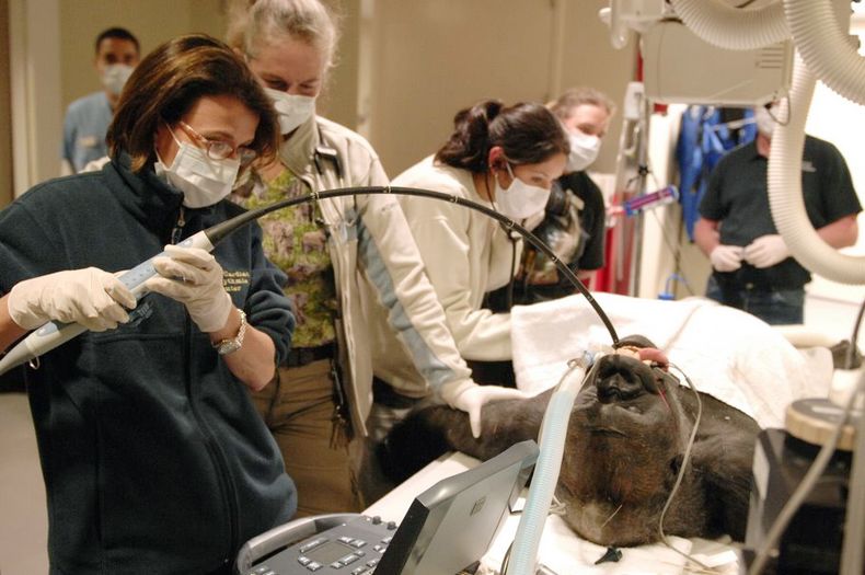 En esta foto sin fecha provista por la doctora Barbara Natterson-Horowitz, ella inserta una sonda en el es&oacute;fago de un gorila para una prueba diagn&oacute;stica de su coraz&oacute;n como parte de un tratamiento preventivo. La doctora Natterson-Horow