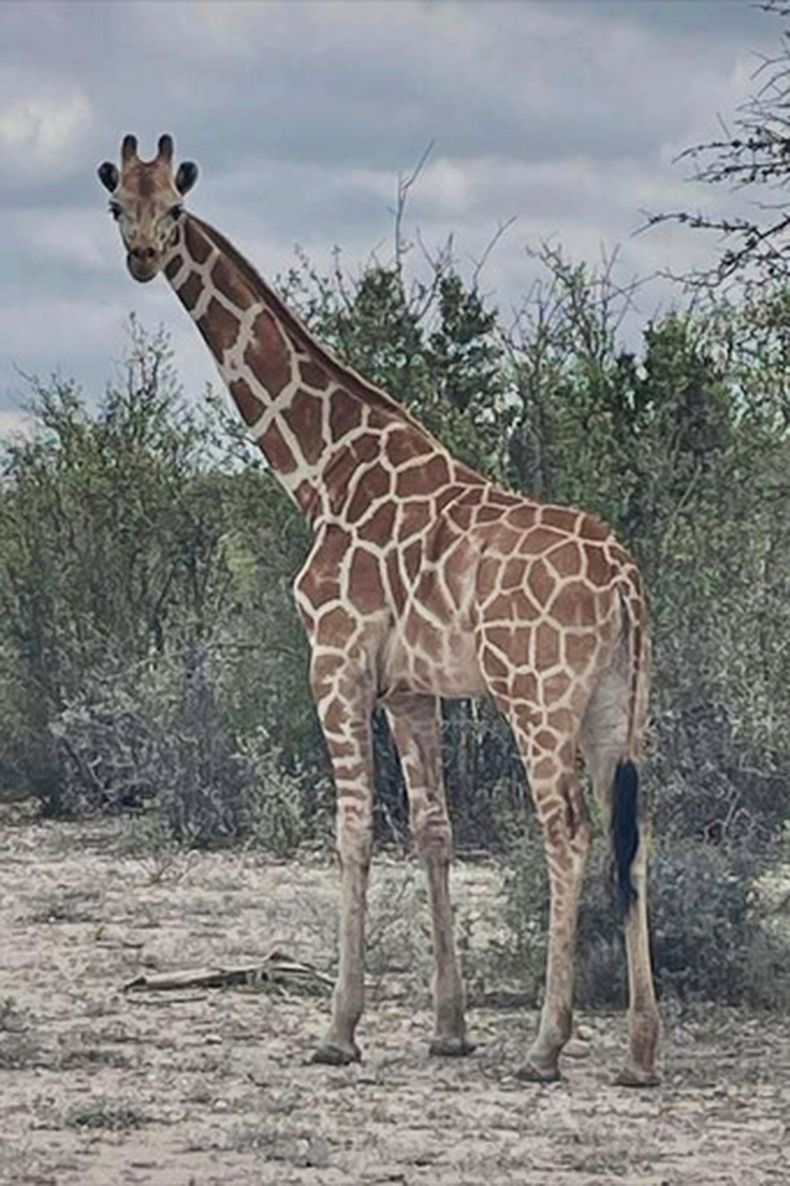 Esta imagen sin fecha proporcionada por Vic Jones muestra a Gracie, una jirafa que, según su dueño, se perdió en Texas, en el condado de Uvalde, Texas. (Vic Jones vía AP)