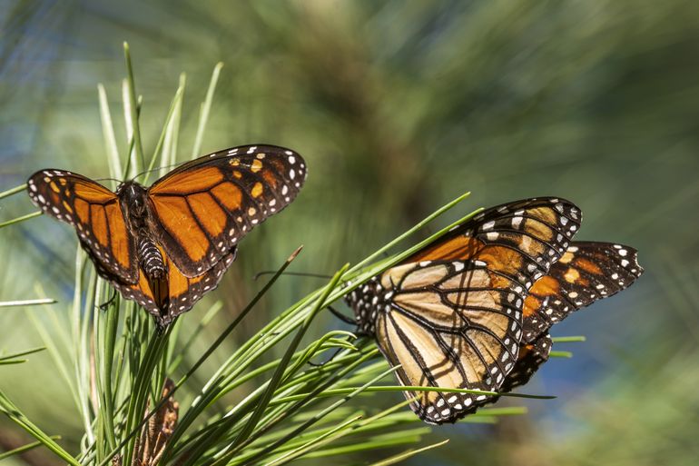 Se recupera población de mariposas monarca en California