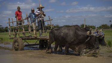 Los agricultores se alejan en su carreta tirada por bueyes después de plantar arroz en su campo en Los Palacios, Cuba, el viernes 21 de marzo de 2025. (AP Foto/Ramón Espinosa)