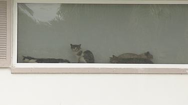 encuentran a decenas de animales en pesimas condiciones en una residencia en el sur de la florida