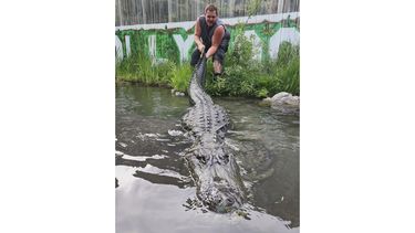 En esta fotografía cortesía de la Granja de Caimanes de Colorado se puede ver a Matt Jordan, un empleado del lugar, mientras jala por la cola a Morris, el caimán, el 9 de junio de 2024, en Mosca, Colorado. (Jay Young/Colorado Gators vía AP)
