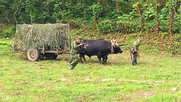 ejercicios militares en cuba con bueyes y mulos generan burlas en redes sociales