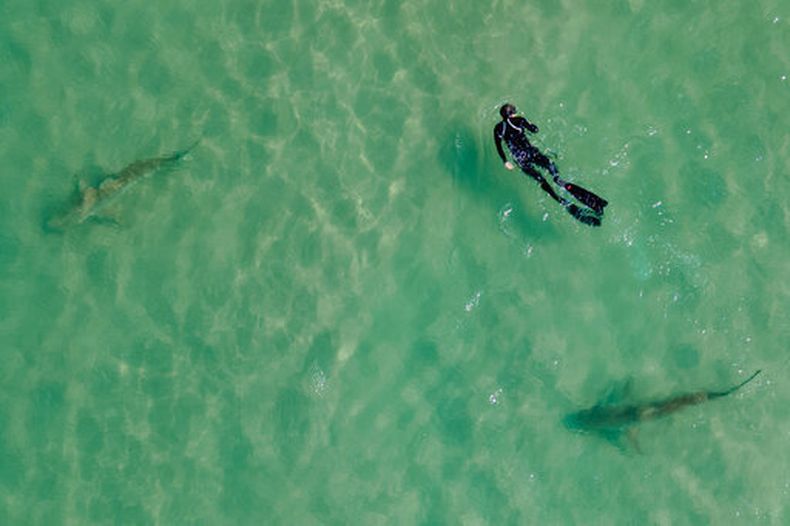 Tiburones nadan junto a una persona que hace esnórquel en el mar Mediterráneo frente a la costa de Hadera, Israel, el miércoles 23 de febrero de 2022. (AP Foto/Ariel Schalit)