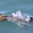 En esta imagen de 2024 difundida por el Proyecto de Investigación de Delfines de Shark Bay, un delfín nariz de botella empuja una esponja de mar para cazar peces, en Shark Bay, Australia. (Meredith MacQueeney/Proyecto de Investigación de Delfines de Shark Bay vía AP)