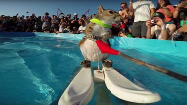 twiggy, la ardilla esquiadora, es sensacion en redes