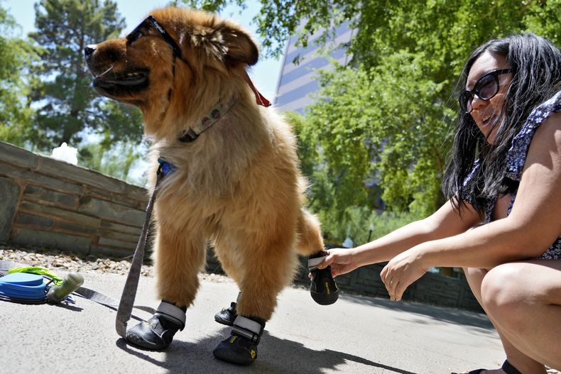 ARCHIVO - Terry Tang coloca unas botas a su perro de 7 años de edad Teddy en un parque, el 15 de julio de 2024, en Phoenix. (AP Foto/Matt York, Archivo)