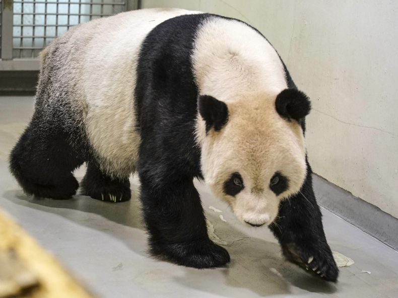 ASI-GEN TAIWÁN-CHINA-PANDA