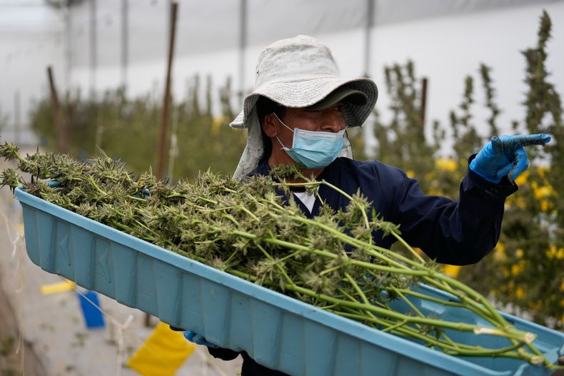 Un trabajador cosecha plantas de cannabis en una empresa que produce cannabis con fines medicinales en Cota, Colombia, el viernes 31 de octubre de 2025. El gobierno ha autorizado la venta de la flor en farmacias con fines medicinales bajo receta médica. (AP Foto/Fernando Vergara)