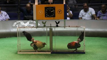 dan la batalla por la industria de gallos en washington