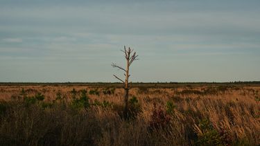 Un árbol dañado por el fuego sigue en pie en una zona de turbera el martes 5 de mayo de 2026, en Belhaven, Carolina del Norte. (AP Foto/Joshua A. Bickel)