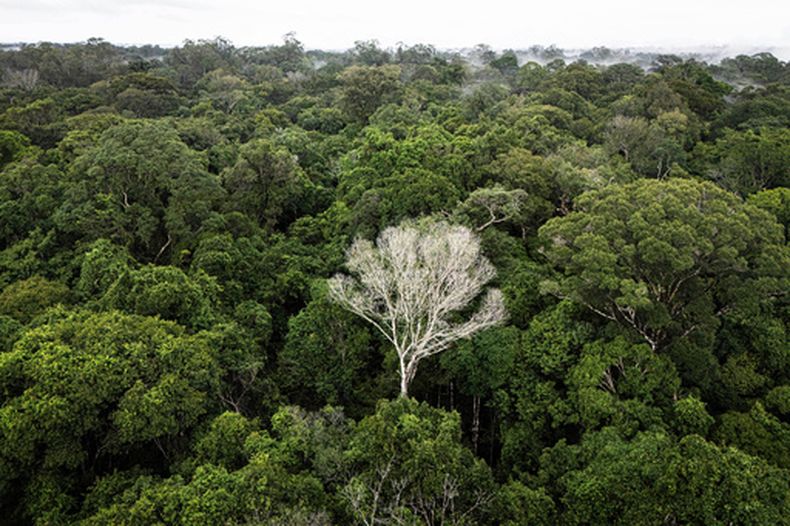 Un árbol blanco que está muerto se alza en una sección del Bosque Nacional Caxiuana, la cual se utiliza como parcela de control para un experimento sobre sequía realizado por el proyecto Esecaflor, el sábado 22 de marzo de 2025, en el estado de Pará, Brasil. (AP Foto/Jorge Saenz)