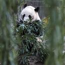 Bei Bei, panda nacido en EEUU, rumbo a nueva casa en China