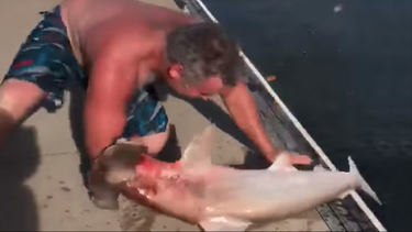 fuerte video: un tiburon devora el brazo de un hombre, ¿pero quien es la victima?