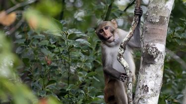 En esta fotografía del 10 de noviembre de 2017, un macaco Rhesus observa mientras unas personas navegan en el río Silver, en Silver Springs, Florida. (AP Foto/John Raoux, Archivo)