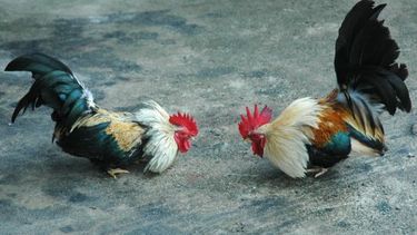 americateve | Se trata de un testigo que asegura haber presenciado ayer la redada en una ilegal valla de gallos en el suroeste de Miami - Dade.