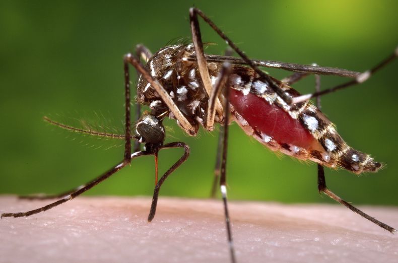 AMN-CIE IMÁN DE MOSQUITOS